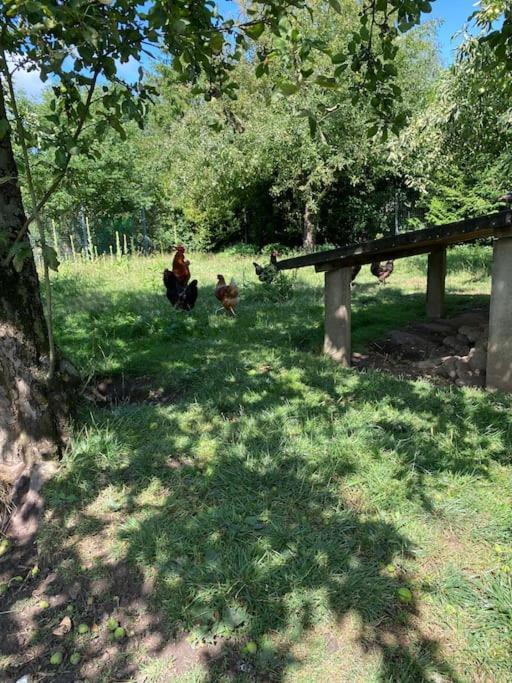 Familienurlaub Mit Hund An Der Ostsee Admannshagen-Bargeshagen Exteriör bild
